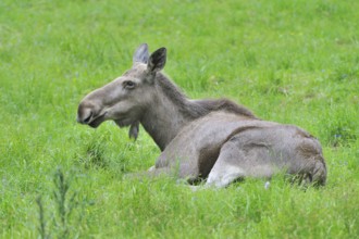 Young moose in a meadow. young moose in a meadow