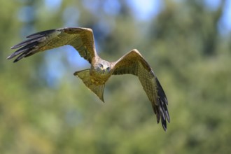 A black kite (Milvus migrans) flying majestically with outstretched wings in front of a blurred