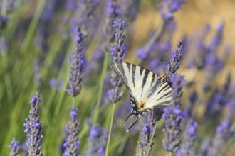Old World swallowtail butterfly on Lavender