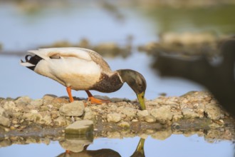 Wild duck swimming in nature water lake