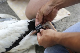 Stork ringing
