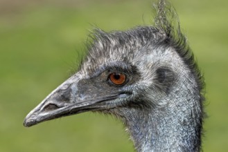 Emu