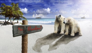 Escape of the polar bears was destroyed there of the north pole their habitat by climate warming