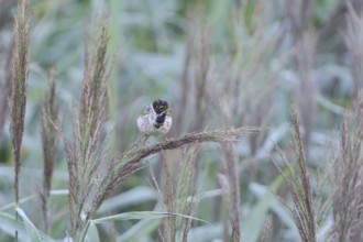 Reed Bunting, emberiza schoeniclus, singing, Germany, Common Reed Bunting, male