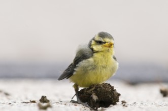 Young great tit