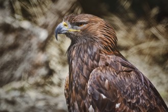 Close up Portrait of Golden Eagle (Aquila Chrysaetos Canadensis) Varna, Bulgaria