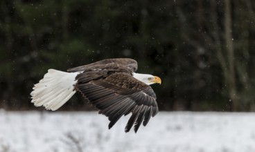 A North American bald eagle (Haliaeetus leucocephalus) at a bird of prey nature reserve