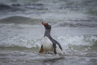A gentoo penguin (Pygoscelis papua) landing on a beach, Pebble Island, Falkland Islands, Great