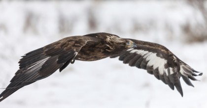 A captive golden eagle (Aqulia chrysaetos) at a bird of prey nature reserve in winter