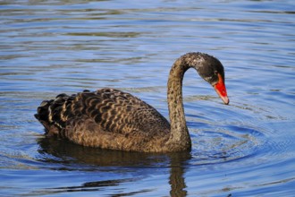 Swimming Black Swan (Cygnus atratus), Black Swan, North Rhine-Westphalia, Germany