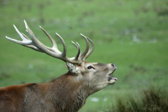 13 point red deer stag roaring during the rut, West Coast, South Island, New Zealand