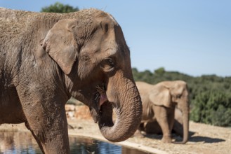 Elephant at zoo safari Fasano, Italy