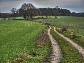 Landscape with green fields, a zigzag path and sky, Reken, münsterland, germany