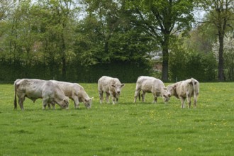 Group of cows on green pasture surrounded by trees and spring atmosphere, weseke, münsterland,