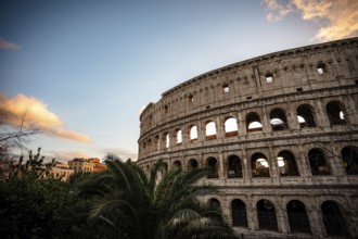 Colosseum in the evening light with palm trees in the foreground and blue sky, Rome