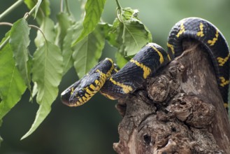 Boiga snake dendrophilia in defensive mode