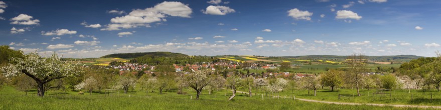 Panorama of apple tree blossom in spring, Düdesheim, Wetterau, Hesse, Germany