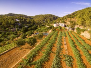 Obstplantagen Broll de Buscastell, San Antonio de Portmany, Ibiza, Balearische Inseln, Spanien