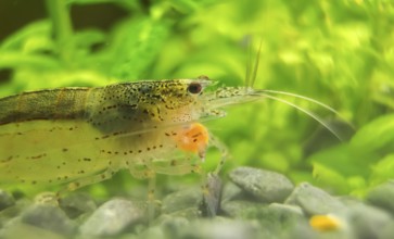 Macro shot of Freshwater Amano shrimp eating. Caridina multidentata