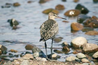 Black-tailed godwit (Limosa limosa), a young bird on the seaside meadow, marsh and pebble beach.