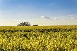 Yellow rapeseed field in spring under the blue sky
