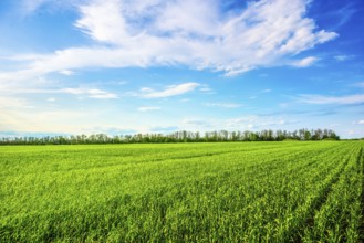 White clouds over field with fresh green grass in spring