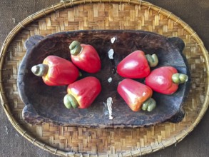 Wooden bowl decorated with six red cashew fruits, Pantanal Wetlands, Mato Grosso, Brazil