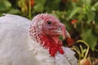 Portrait of white turkey in the poultry yard Latvia