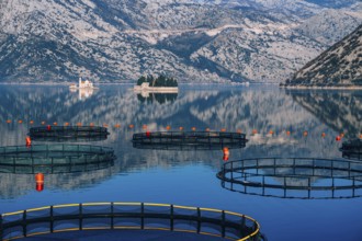Fish farm in Montenegro. The farm for breeding and fish farming in the Bay of Kotor