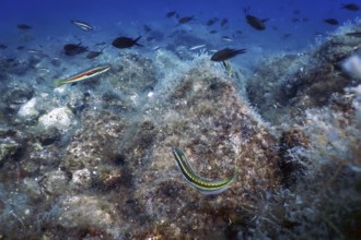 Sea Life Underwater Rocks Sunlight, Underwater Life, wildlife