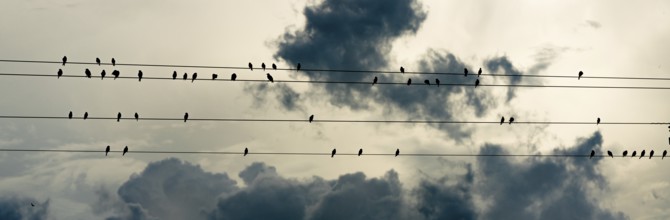 Social hour for the birds in the deep south wild animals preening cleaning chirping resting