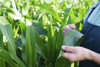 Farmer in overalls doing scrutiny of corn stalks at field closeup photo