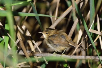 Eurasian Reed Warbler in the reed. Eurasian Reed Warbler in the reeds