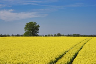 Rapeseed field in spring with a tractor track, behind it a single tree, Lower Rhine, North