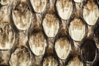 Texture of genuine snakeskin. Close up real leather texture