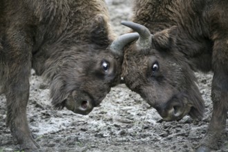 Young bison