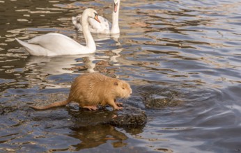 Image with a Coypu (or Nutria) staying on a rock in the middle of the water and a pair of swans
