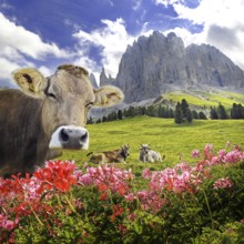 Cow in the rose garden mountains, Karersee, Suedtirol, Italy