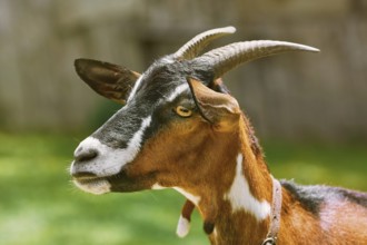 Portrait of Nanny Goat against the Dark Background Devnja, Bulgaria