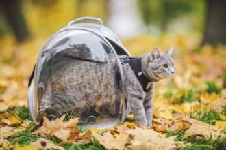 Hausgraue Katze in einem Geschirr und eine Leine neben einem transparenten Rucksack für Haustiere