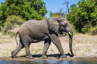 Botswana, Chobe National Park. The concept of exotic tourism. African elephant - loner on a