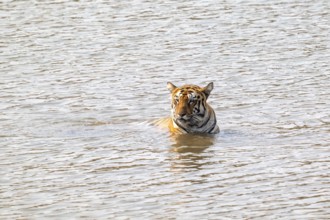 Tiger (Panthera tigris), Bengal tiger or Indian tiger, big cat (Pantherinae), carnivore