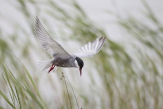 White-bearded Tern, Chlidonias hybrida, Whiskered Tern