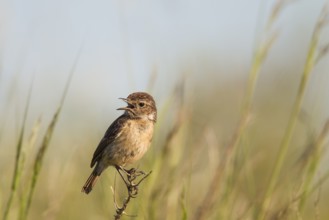 Stonechat, Saxicola rubicola, European stonechat