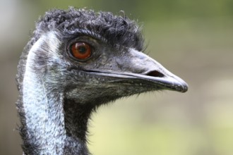 Emu portrait