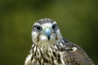 Falcon, Gerfalcon, Saker falcon, Falco hybrid, falconry Neunkirchen, Neunkirchen, Saarland, Germany
