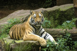 Armour tiger, Siberian tiger, (Panthera tigris altaica), Captive, Germany
