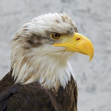 Detail of Bald Eagle (lat. haliaeetus leucocephalus)