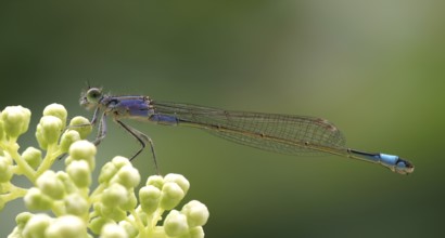Ischnura elegans Blue-tailed damselfly Slender damselfly