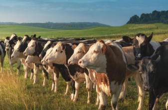 Beautiful countryside scenery with a herd of Holstein cows, displayed in a row, looking towards the